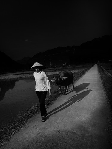 Genius Loci #42 by Jeremy Chin - Woman Pull Her Buffalo, Mai Chao, Vietnam