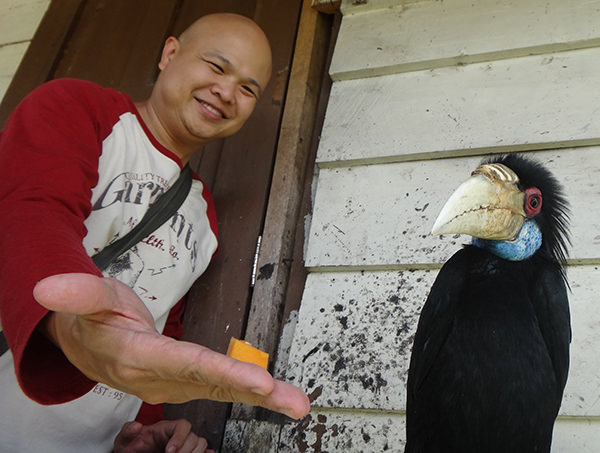 Just Jezza #16 by Jeremy Chin - Feeding Turu the Hornbill, Bario, Sarawak