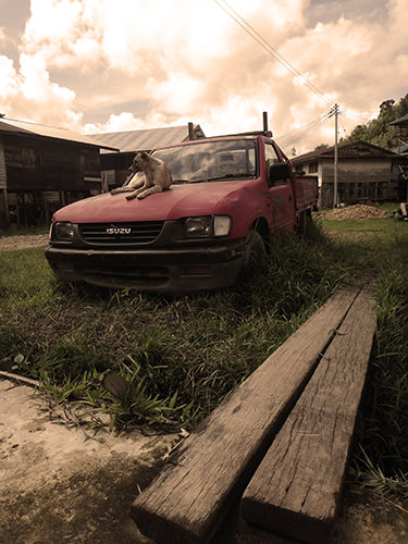 Quiet Times #3 by Jeremy Chin - Dog on Abandoned Truck, in Bario, Sarawak